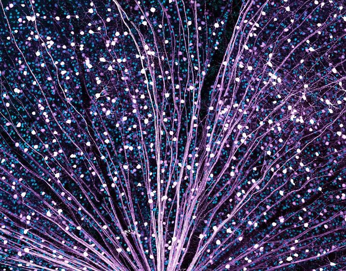 Ganglios mostrando proteínas en fluorescente en la retina de un ratón, California, mención de honor