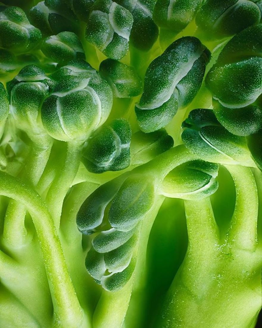 Broccoli, Washington, Honorable Mention