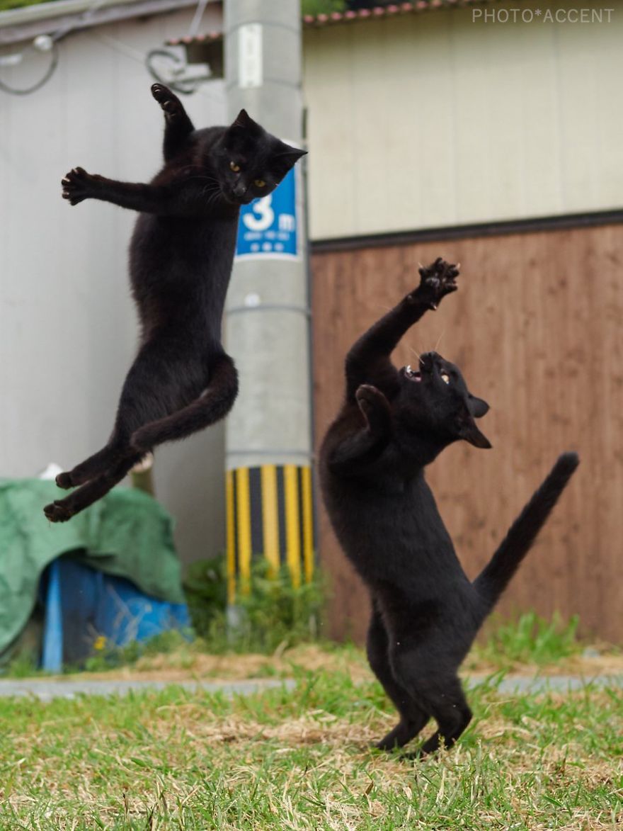 Ninja-Cats-Photography-Hisakata-Hiroyuki