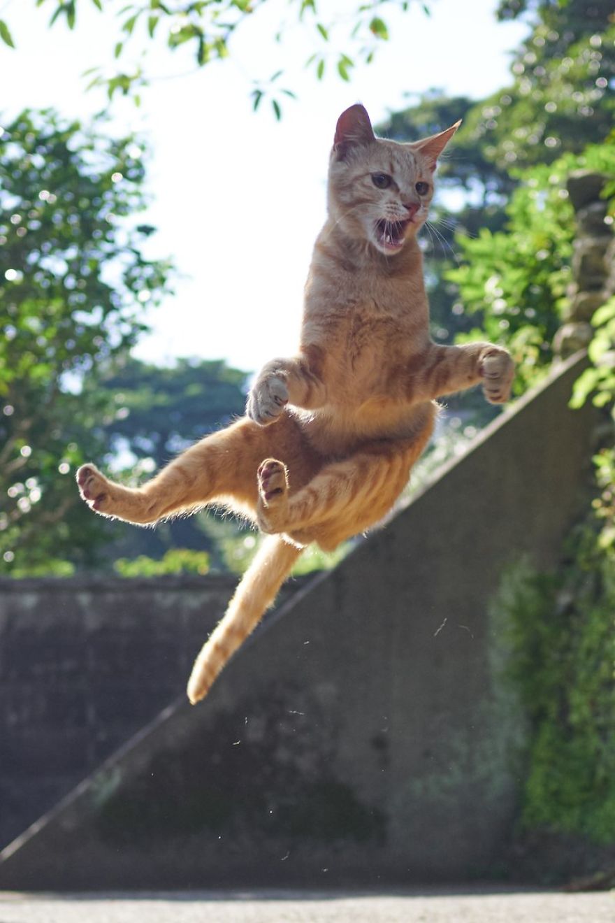 Ninja-Cats-Photography-Hisakata-Hiroyuki