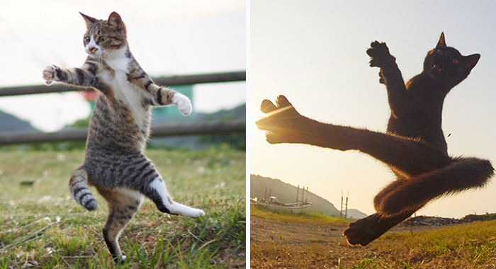 This Japanese Photographer Specializes In Shooting Ninja Cats, And The Result Is Too Purrfect