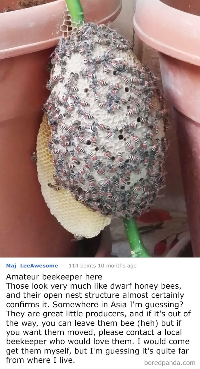 A Coworker Found A Hive On Her Balcony. She Is Convinced That Is A Beehive. I Am Not But I Don't Know What Insect It Is