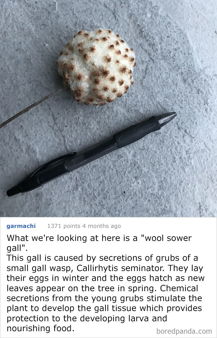 Found Hanging From A Tree. Pen For Scale. Feels Like Cotton. What Is This Thing?