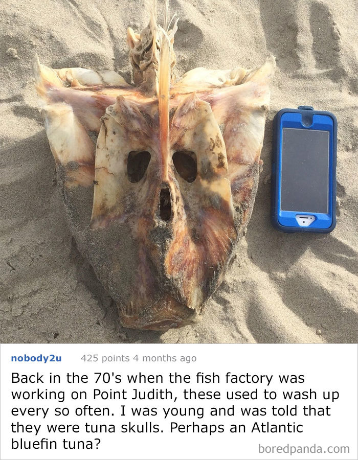 Found On Beach (Ocean) In Ma, Usa. (Iphone 5 For Reference). Skull? Sternum?