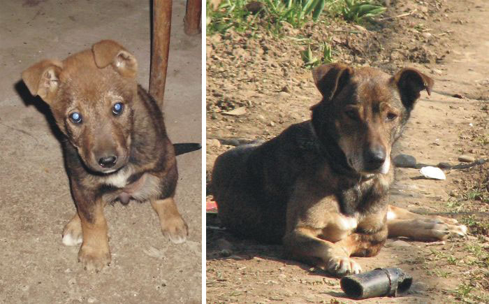 Our 3-Legged Doggie On The Day We Took Her Home And Today, 8 Years Later