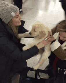 Meeting Golden Puppy For The First Time