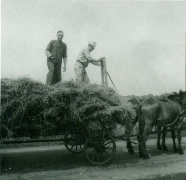 My Grandpa Driving A Team Of Horses While Collecting Hay.