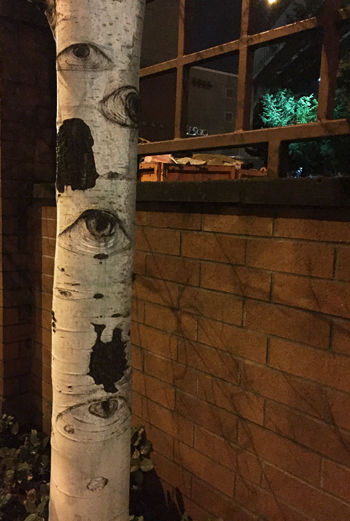 This Tree Looks Like It Has Eyes