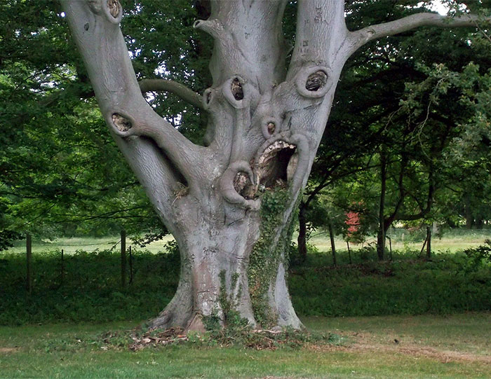 This Tree Has Seen Some Stuff...