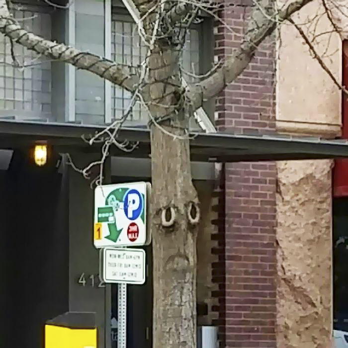 This Sad Tree