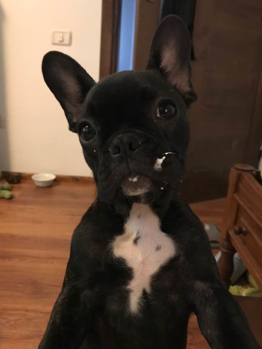 Life With Pepper