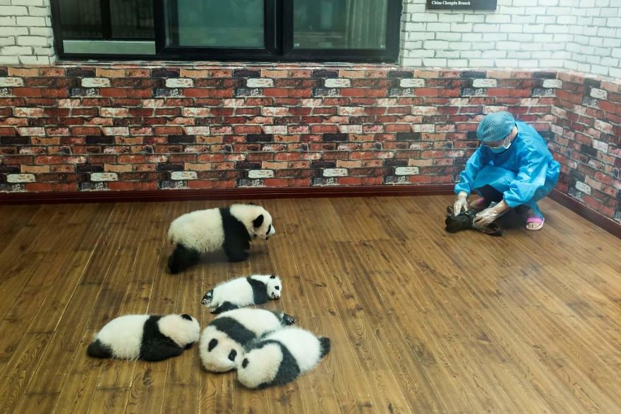 Panda Cubs Photographed By A Wildlife Photographer Dafna Ben Nun