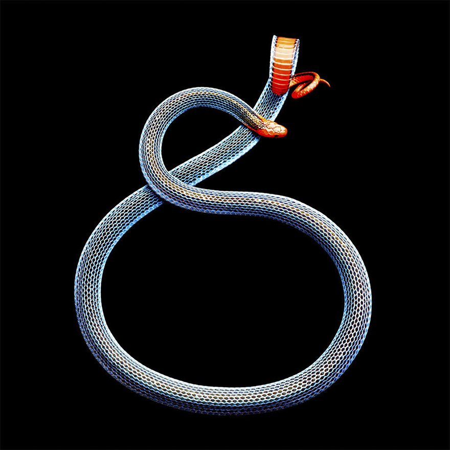 Bị cắn bởi loài rắn độc nhất thế giới nhưng nhiếp ảnh gia này vẫn cố gắng hoàn thành bộ ảnh tuyệt đẹp - Ảnh 6.