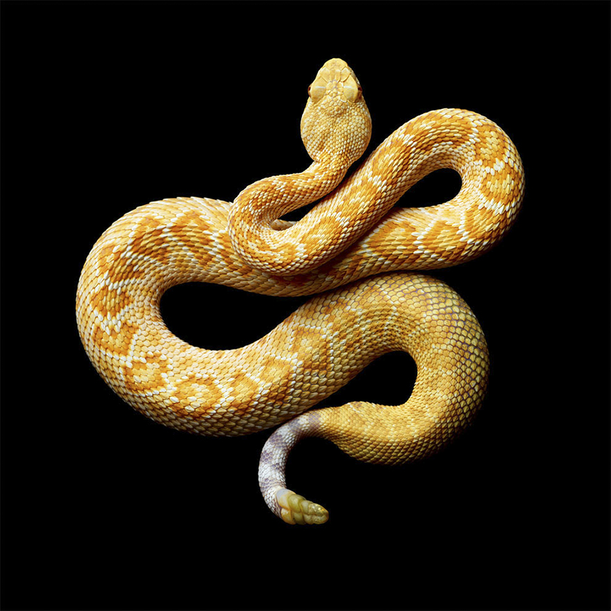 Bị cắn bởi loài rắn độc nhất thế giới nhưng nhiếp ảnh gia này vẫn cố gắng hoàn thành bộ ảnh tuyệt đẹp - Ảnh 16.