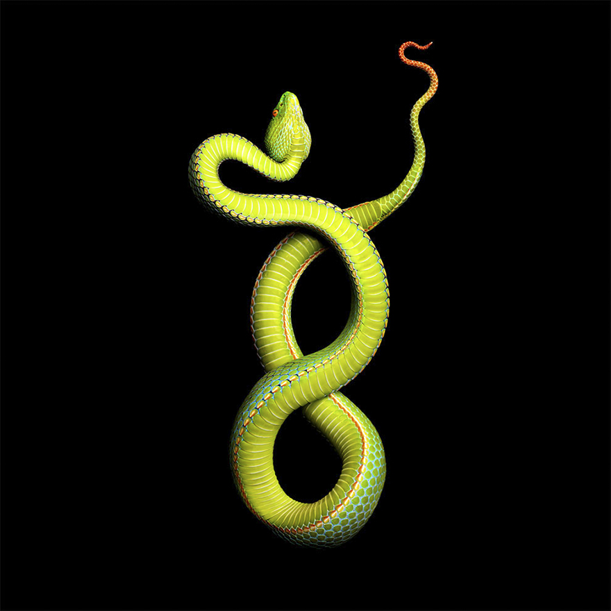 Bị cắn bởi loài rắn độc nhất thế giới nhưng nhiếp ảnh gia này vẫn cố gắng hoàn thành bộ ảnh tuyệt đẹp - Ảnh 9.