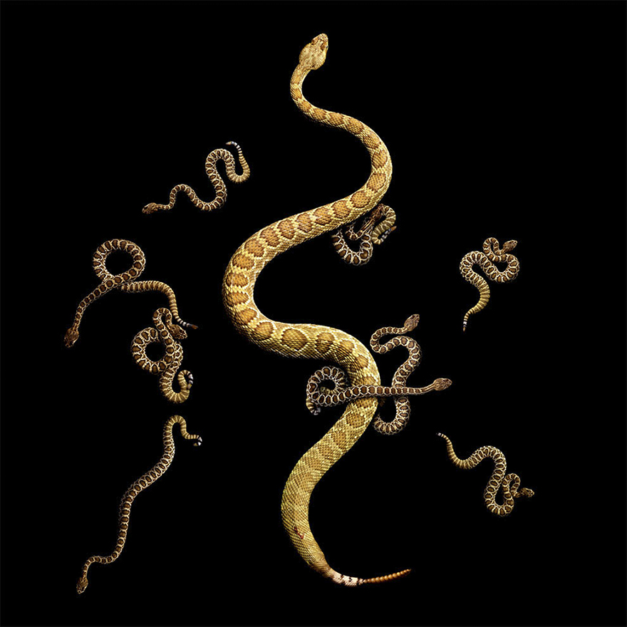 Bị cắn bởi loài rắn độc nhất thế giới nhưng nhiếp ảnh gia này vẫn cố gắng hoàn thành bộ ảnh tuyệt đẹp - Ảnh 12.