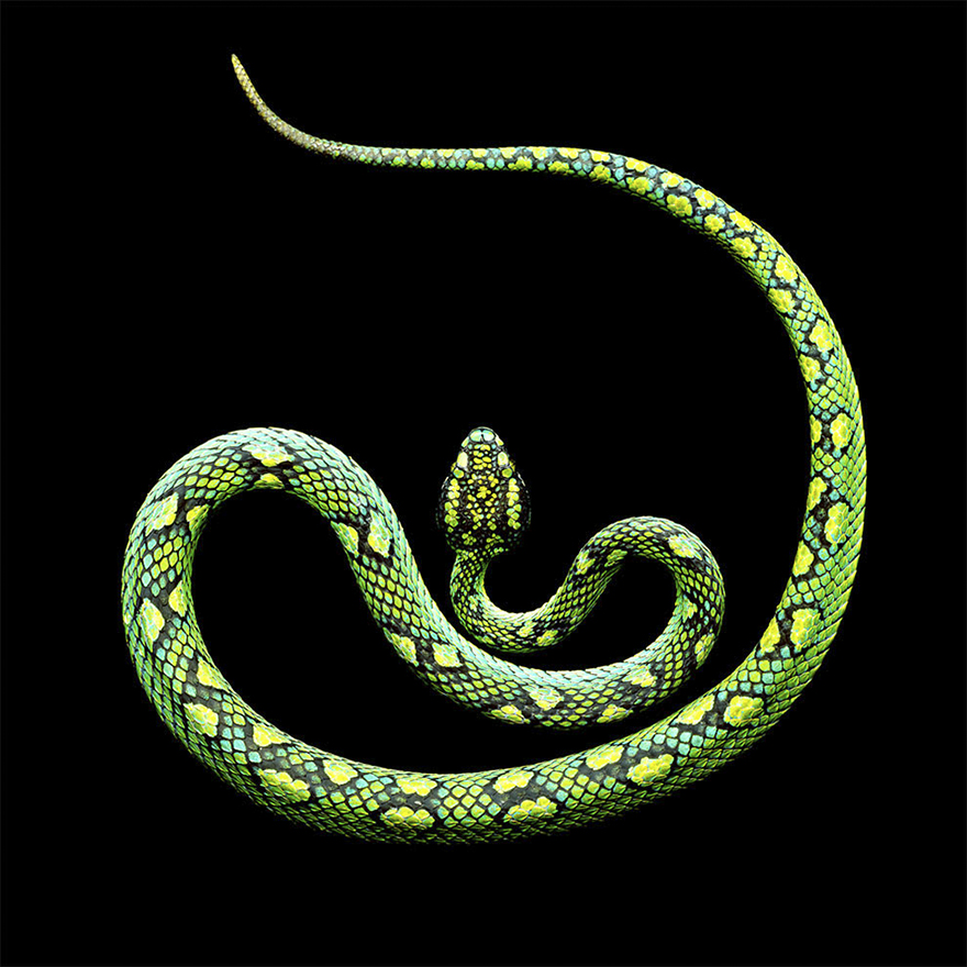 Bị cắn bởi loài rắn độc nhất thế giới nhưng nhiếp ảnh gia này vẫn cố gắng hoàn thành bộ ảnh tuyệt đẹp - Ảnh 11.