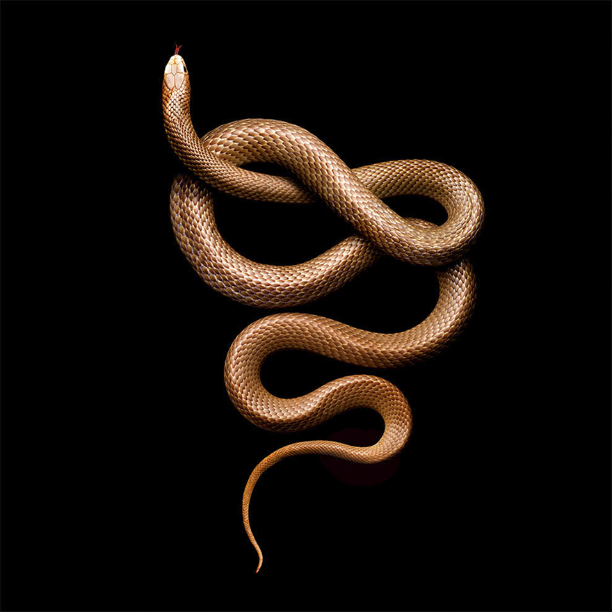 Bị cắn bởi loài rắn độc nhất thế giới nhưng nhiếp ảnh gia này vẫn cố gắng hoàn thành bộ ảnh tuyệt đẹp - Ảnh 14.