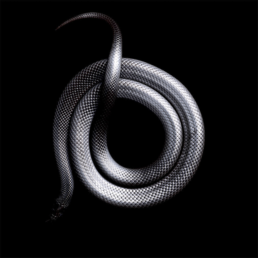 Bị cắn bởi loài rắn độc nhất thế giới nhưng nhiếp ảnh gia này vẫn cố gắng hoàn thành bộ ảnh tuyệt đẹp - Ảnh 15.