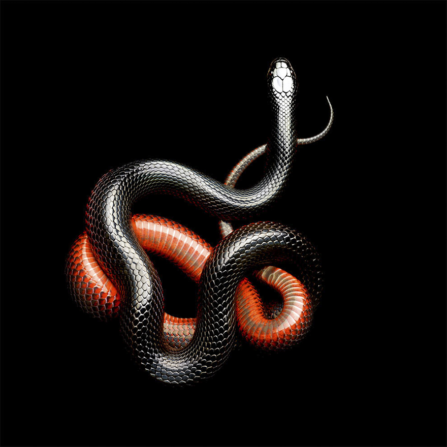 Bị cắn bởi loài rắn độc nhất thế giới nhưng nhiếp ảnh gia này vẫn cố gắng hoàn thành bộ ảnh tuyệt đẹp - Ảnh 5.