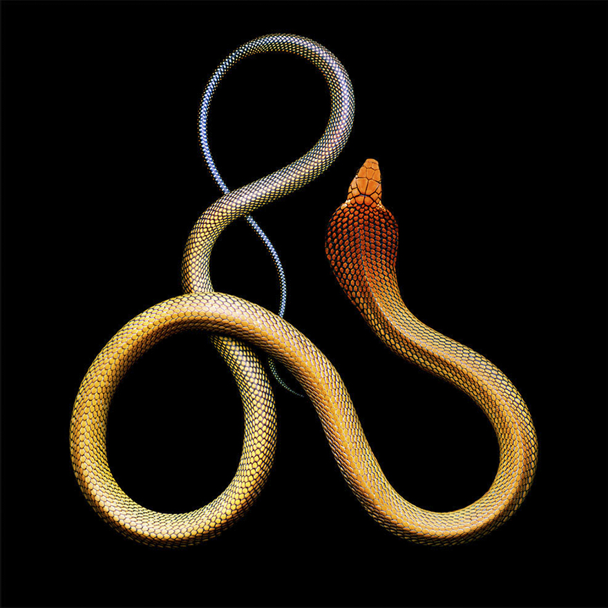 Bị cắn bởi loài rắn độc nhất thế giới nhưng nhiếp ảnh gia này vẫn cố gắng hoàn thành bộ ảnh tuyệt đẹp - Ảnh 8.