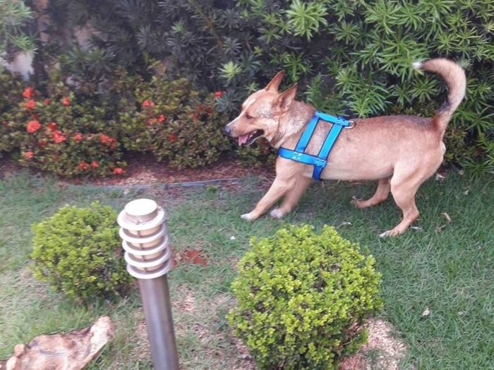Triunfa en internet la reacción de esta pareja ante un perro que interrumpió su boda