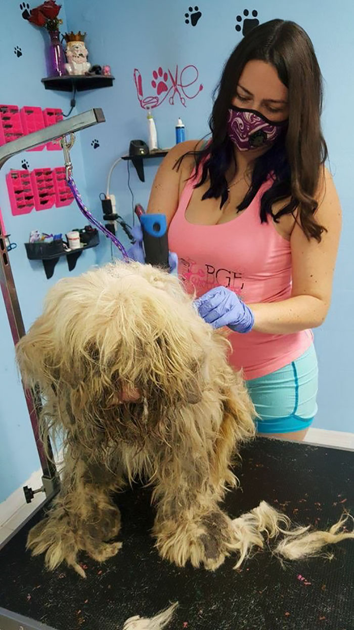 Esta peluquera de mascotas abrió su tienda en mitad de la noche para arreglar a un perro callejero, y el cambio es increíble
