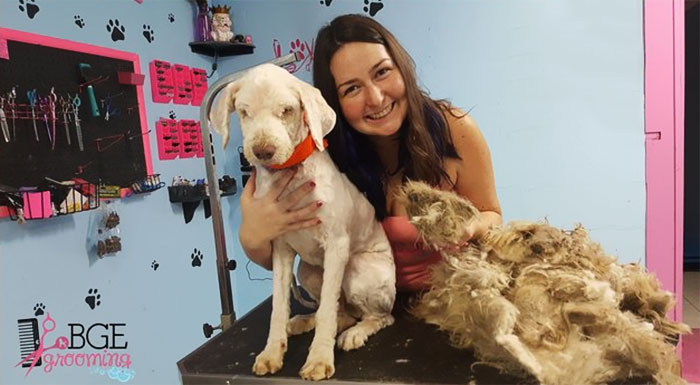 Dog Groomer Opens Shop In Middle Of Night To Give Stray Dog Haircut, Finds  Real Beauty Beneath Matted Fur | Bored Panda