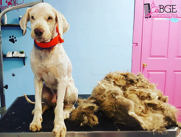 Esta peluquera de mascotas abrió su tienda en mitad de la noche para arreglar a un perro callejero, y el cambio es increíble