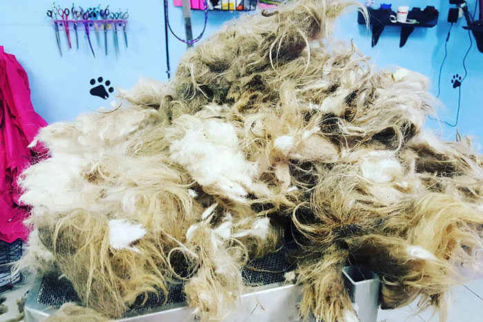 Dog Groomer Opens Shop In Middle Of Night To Give Stray Dog Haircut, Finds Real Beauty Beneath Matted Fur