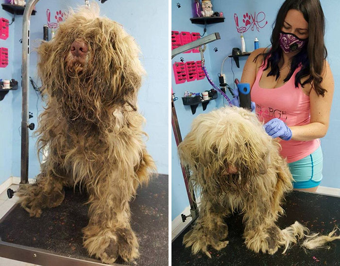 Dog Groomer Opens Shop In Middle Of Night To Give Stray Dog Haircut, Finds Real Beauty Beneath Matted Fur