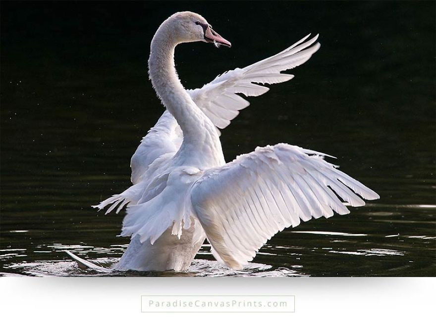 I Never Knew A Swan Could Be So Beautiful...
