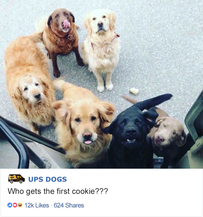 Image result for ups dogs