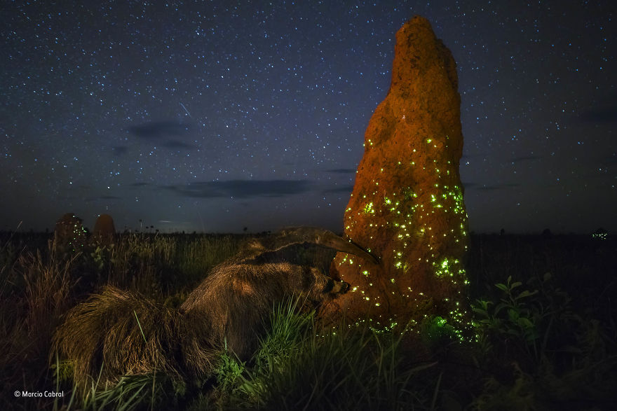 'The Night Raider' By Marcio Cabral, Brazil, Animals In Their Environment Winner