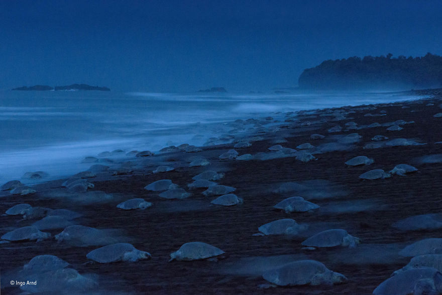 'Night Of The Turtles' By Ingo Arndt, Germany, Behaviour: Amphibians And Reptiles Finalist