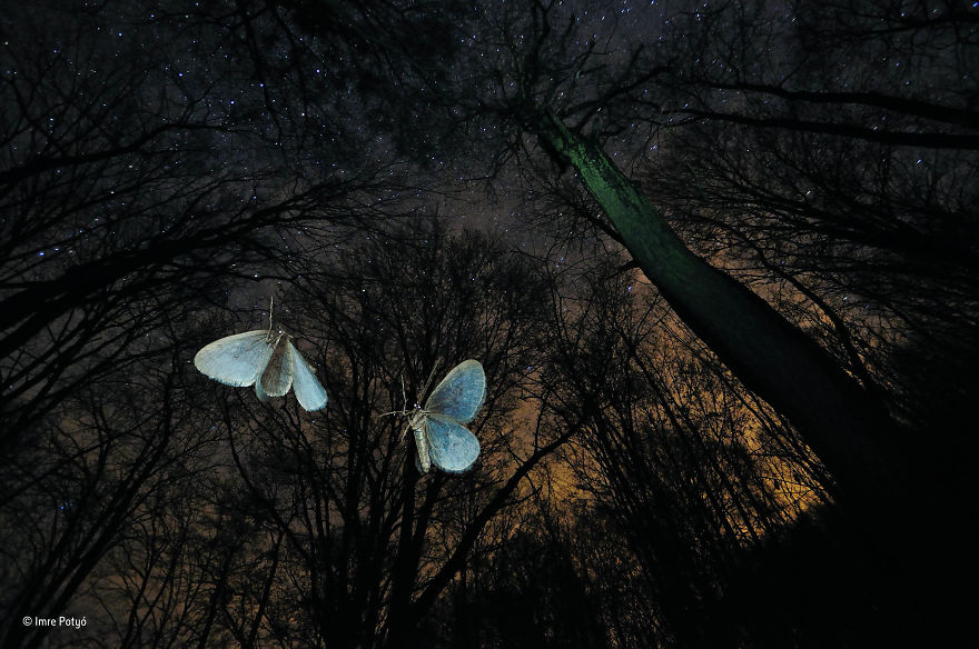 'Wings Of Winter' By Imre Potyó, Hungary, Behaviour: Invertebrates Finalist
