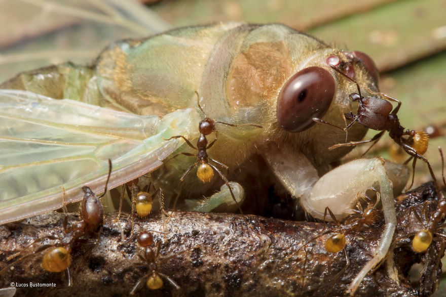 'Death By A Thousand Bites' By Lucas Bustamante, Ecuador, Behaviour: Invertebrates Finalist