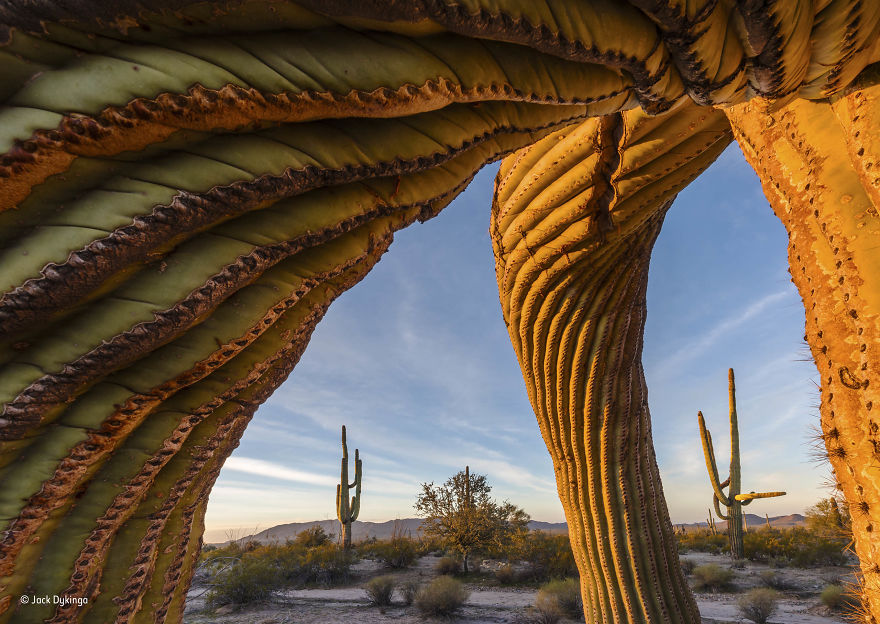 'Saguaro Twist' By Jack Dykinga, USA, Plants And Fungi Finalist
