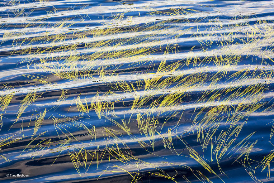 'Sweet-Grass And Ripples' By Theo Bosboom, The Netherlands, Plants And Fungi Finalist