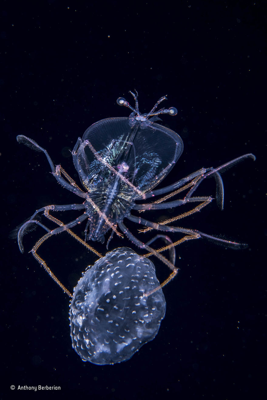 'The Jellyfish Jockey' By Anthony Berberian, France, Under Water Winner