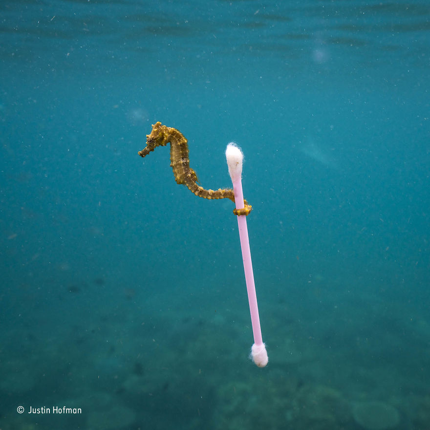 'Sewage Surfer' By Justin Hofman, USA, The Wildlife Photojournalist Award: Single Image Finalist