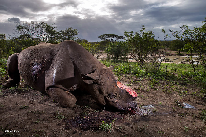 'Memorial To A Species' By Brent Stirton, South Africa, Wildlife Photographer Of The Year Grand Title Winner