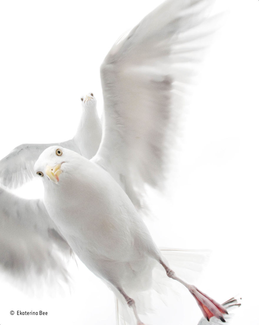 'In The Grip Of The Gulls' By Ekaterina Bee, Italy, 10 Years And Under Winner