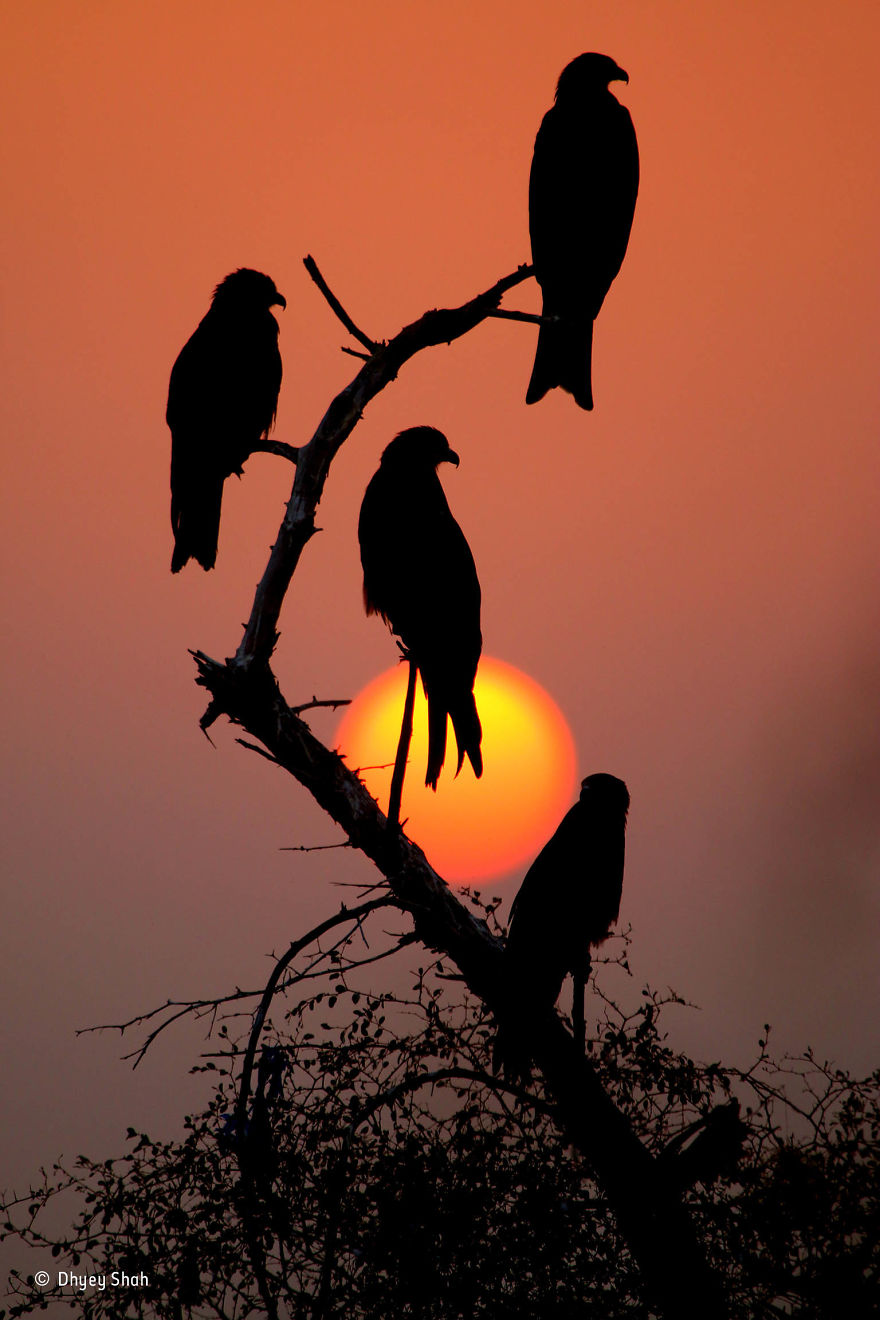 'Black Kites, Red Sunset' By Dhyey Shah, India, 10 Years And Under Finalist