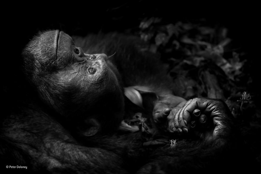 'Contemplation' By Peter Delaney, Ireland/South Africa, Animal Portraits Winner