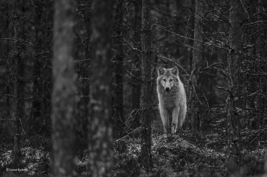 'Wolf Watch' By Lasse Kurkela, Finland, 11–14 Years Old Finalist