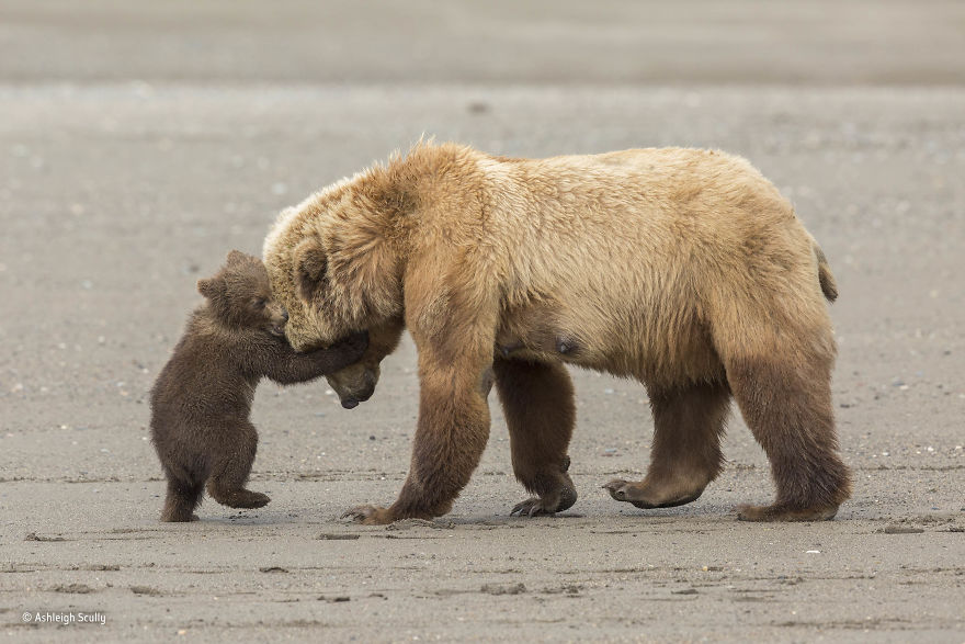 'Bear Hug' By Ashleigh Scully, USA, 11–14 Years Old Finalist