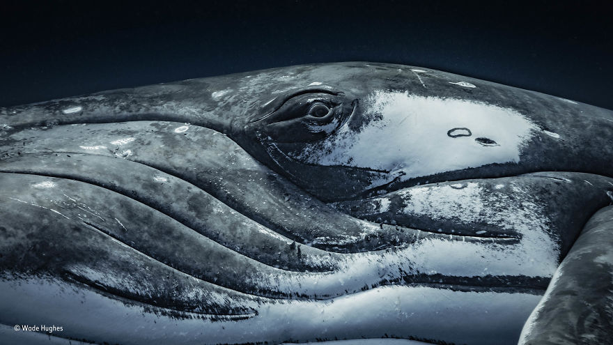 'The Look Of A Whale' By Wade Hughes, Australia, Animal Portraits Finalist