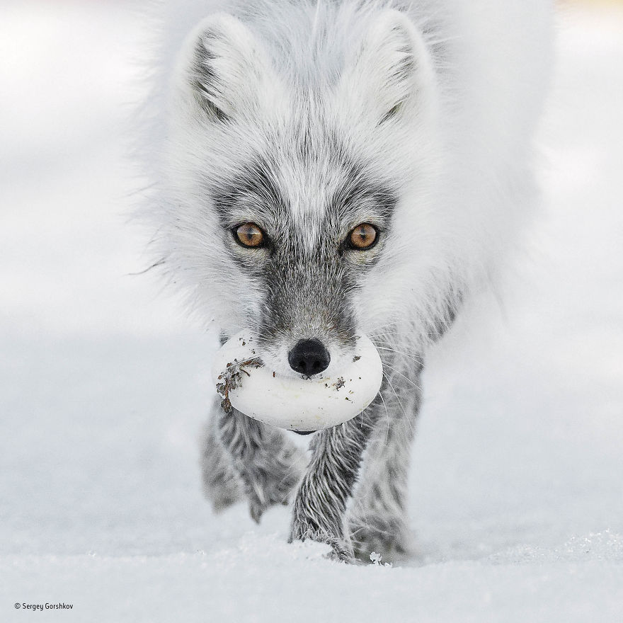 'Arctic Treasure' By Sergey Gorshkov, Russia, Animal Portraits Finalist