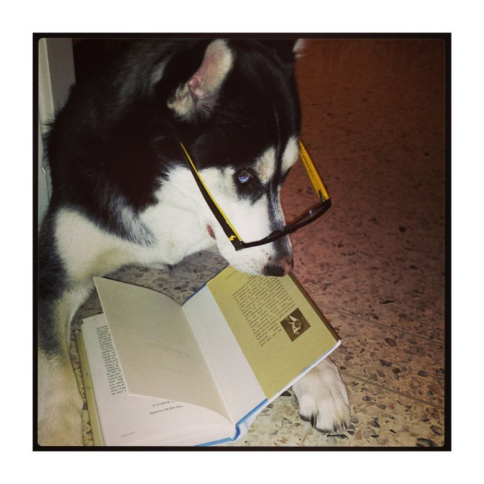 My Lovely Lady Pursuing Her Phd Studies... Smart Doggo